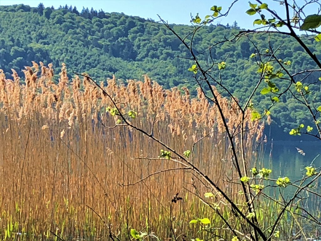 Der Laacher See in der Eifel
