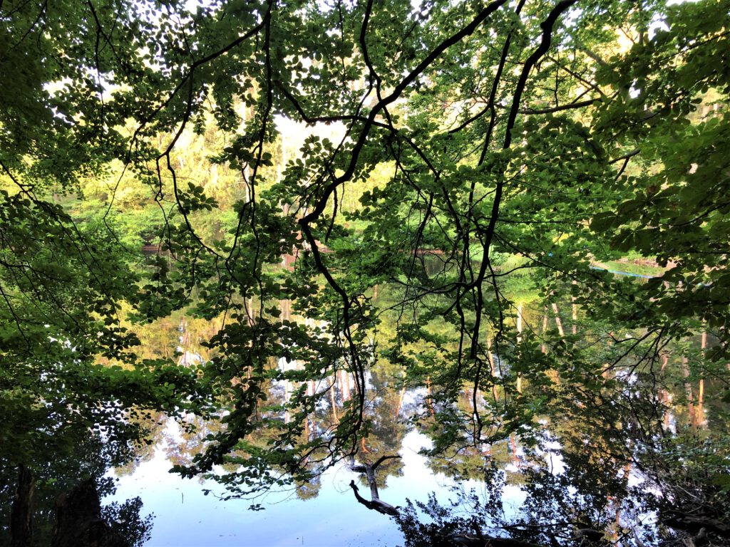 Donoper Teich im Lipperland
