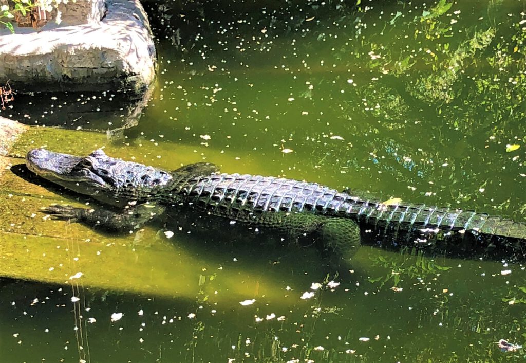 Alligator an der Nibelungenhalle oberhalb von Königswinter

