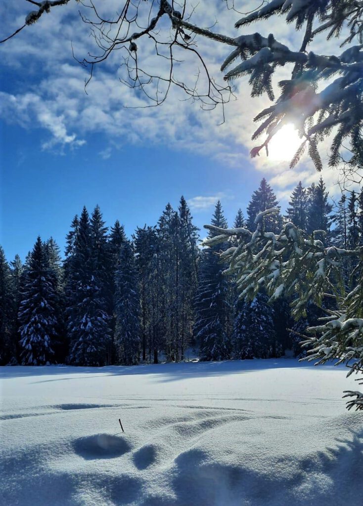 Schwarzwald Winter
