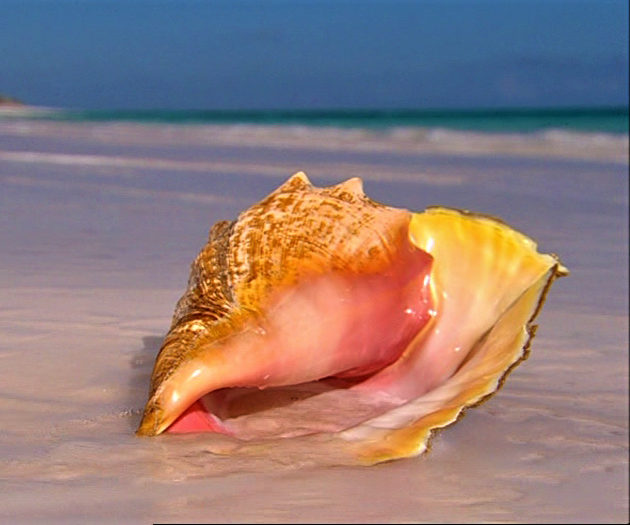 Muschel auf den Bahamas
