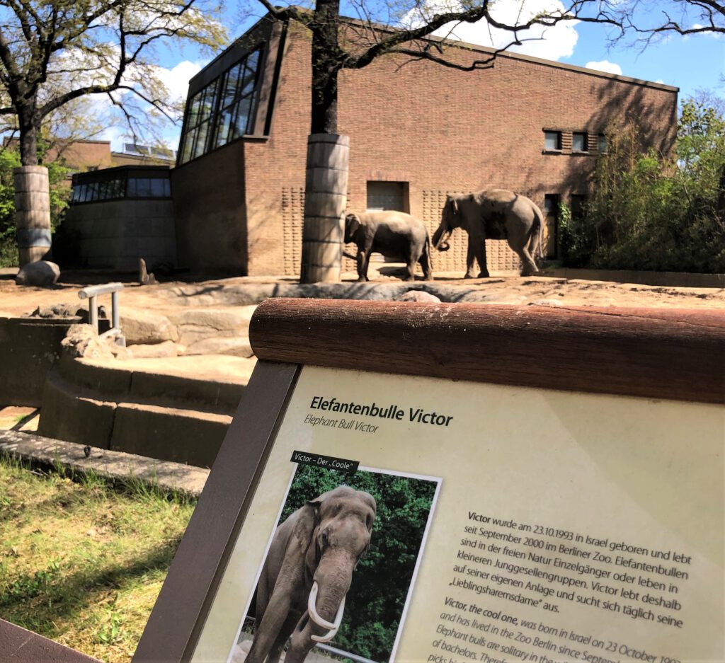 Elefantenbulle Victor im Berliner Zoo. Lockdown - ein Leben lang

