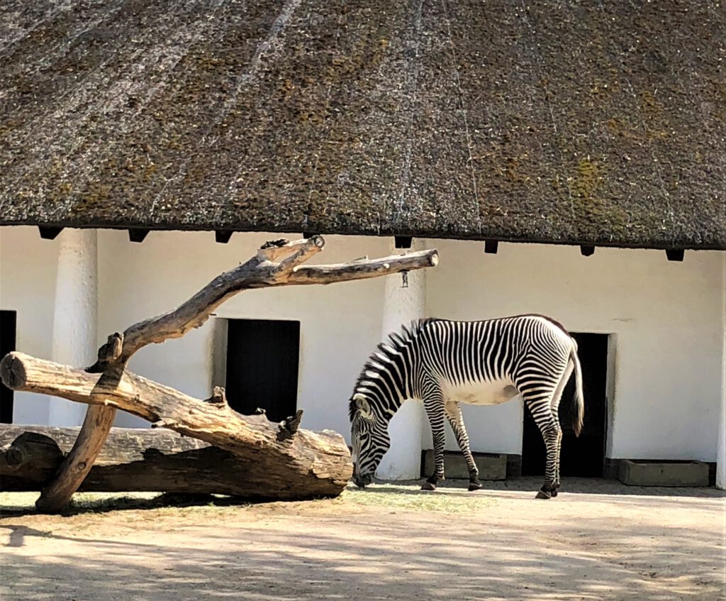 Zebra im Berliner Zoo, Lockdown-ein Leben lang

