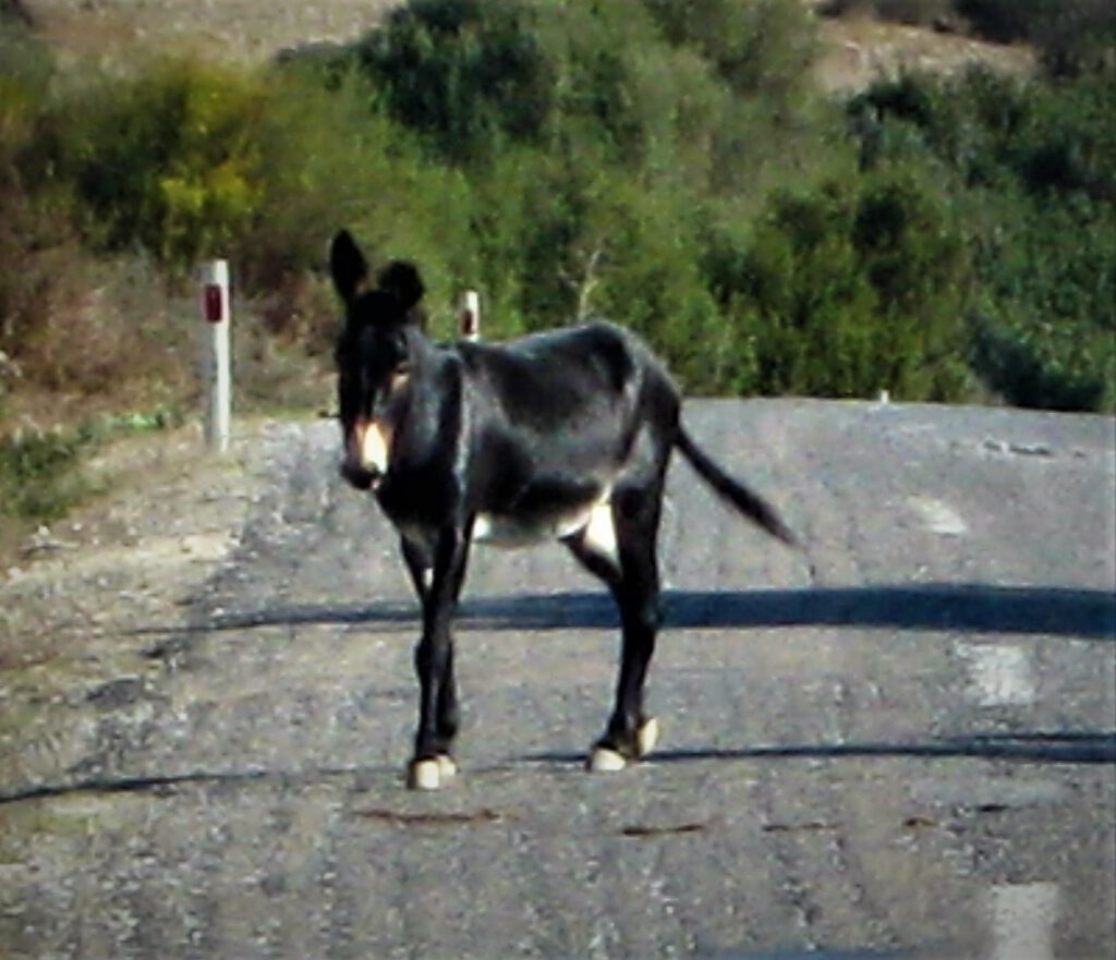 Wilde Esel auf der Karpaz Halbinsel
