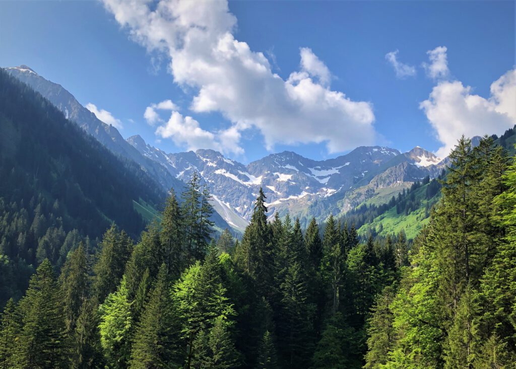 Zitterklapfen im Bregenzer Wald
