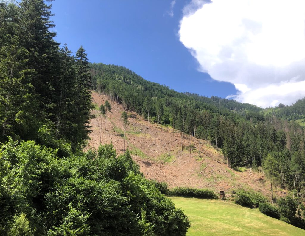 Schäden durch Borkenkäfer in Osttirol
