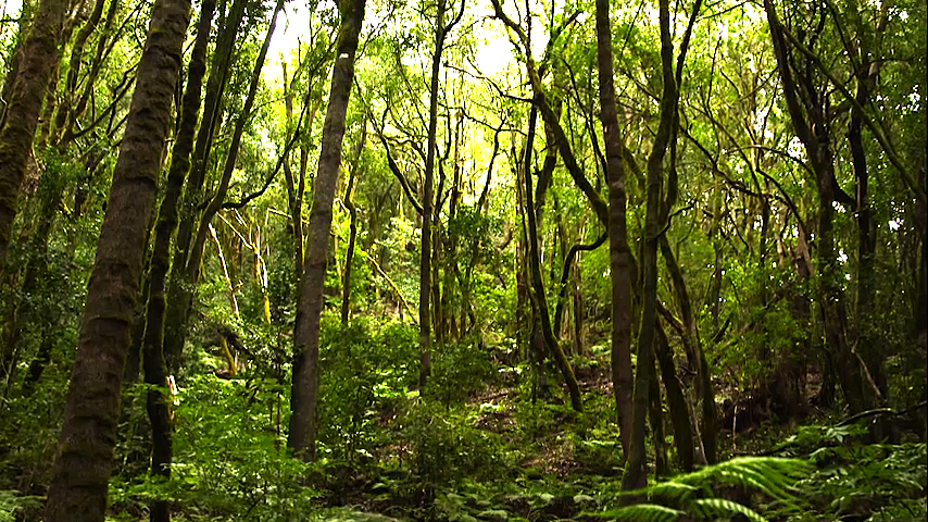 Nebelwald auf La Gomera
