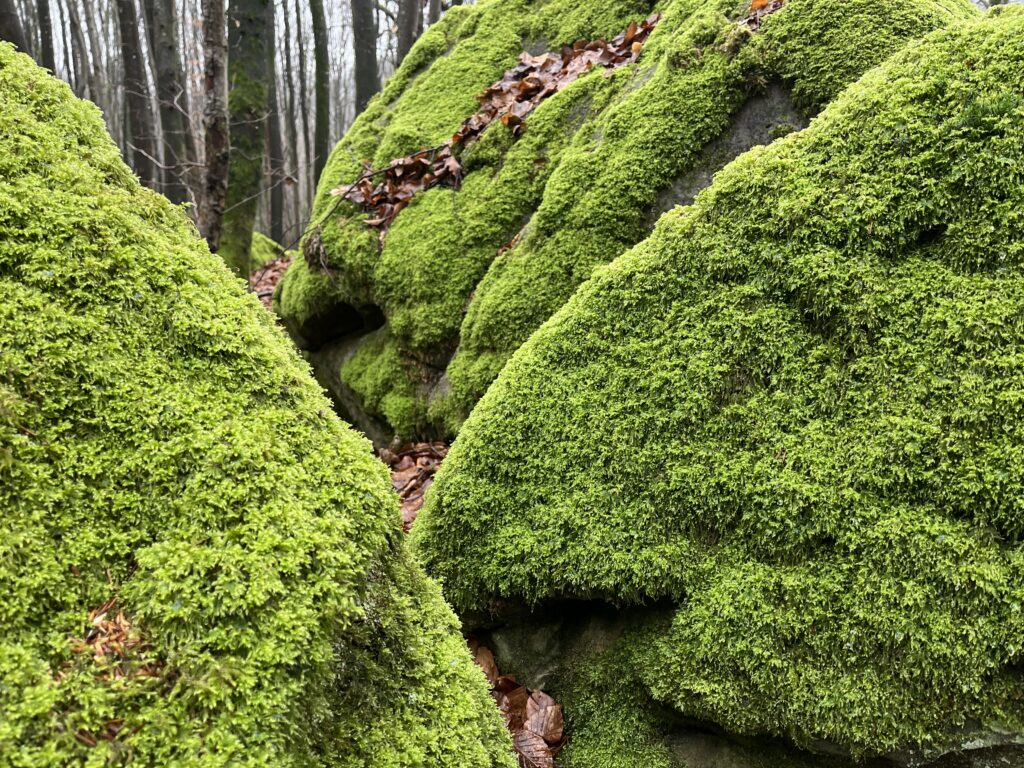Im Müllerthal in Luxemburg
