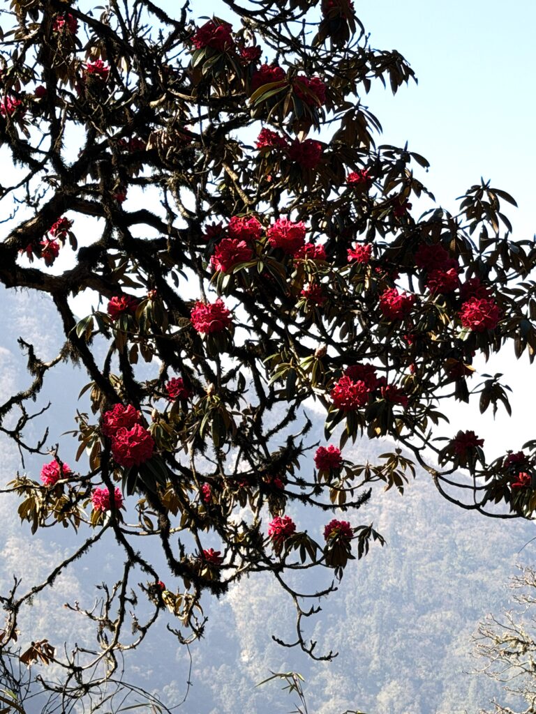 Rhododendronblüte in Nepal
